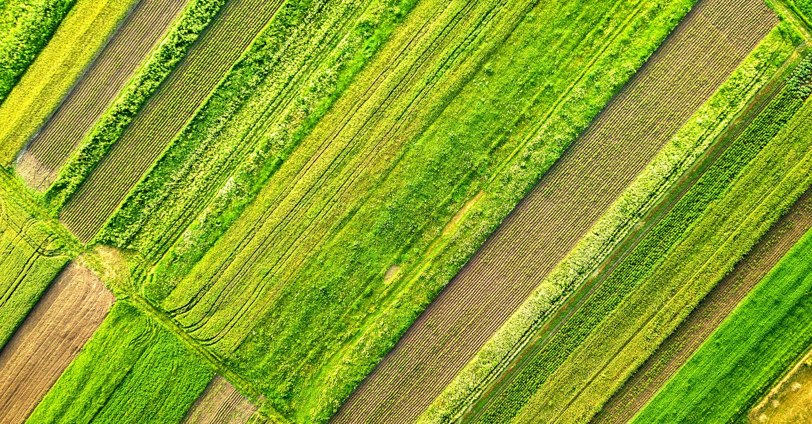 Aerial view of farmland with alternating green and brown fields divided by hedges or paths from above? No, let's craft properly without question marks.